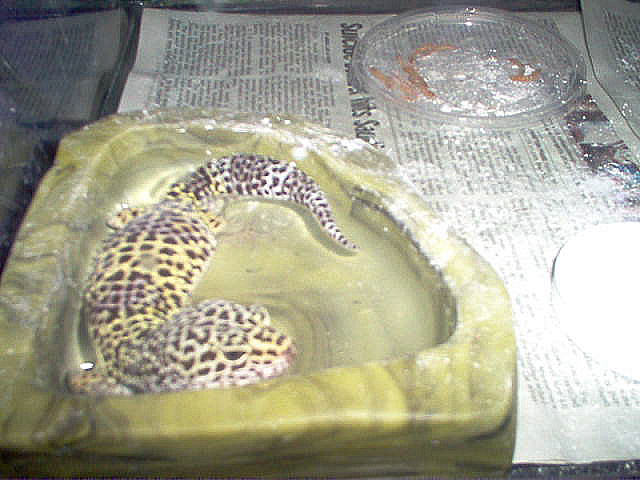 Leopard gecko water outlet bowl